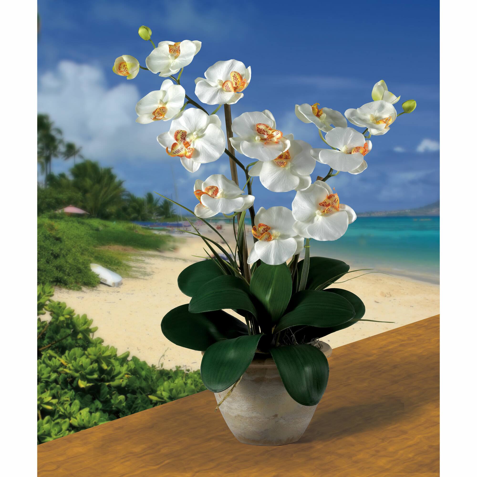 25" Double Phalaenopsis Silk Orchid Flower Arrangement in Ceramic Pot